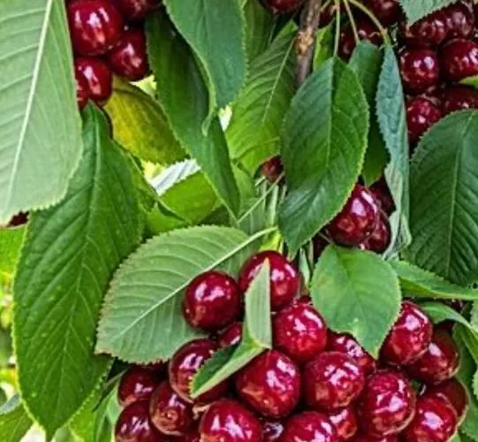 New!!! New Riva Luxury One - With Sunny Terrace & Big Garden アパート *