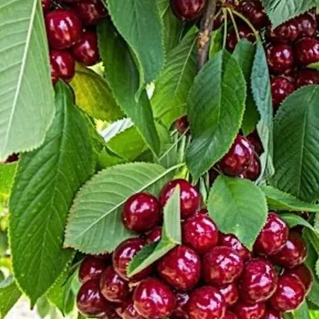 New!!! New Riva Luxury One - With Sunny Terrace & Big Garden Lejlighed *